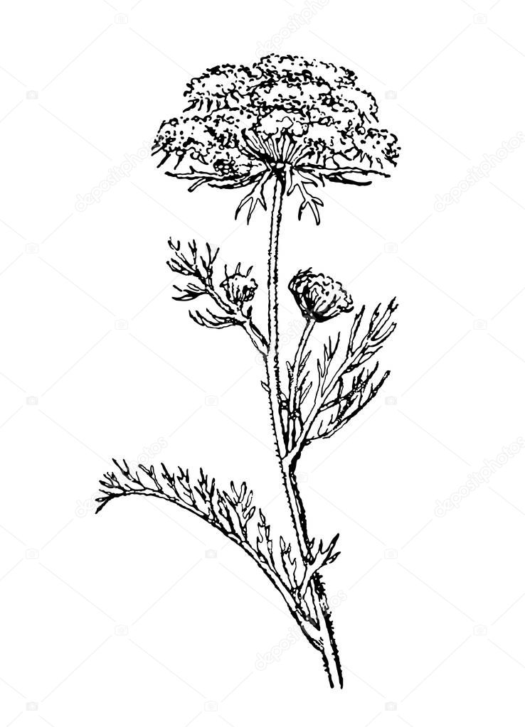 Wild carrot.Vintage collection of hand drawn medical herbs and plants. Plants of dry meadows. Botanical vector illustration