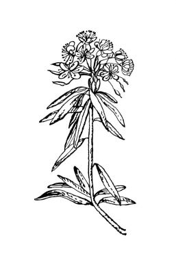 Şifalı bitkiler vektör görüntüleri. Tasarımınız için botanik resimde ayrıntılı. Vahşi Rosemary Rhododendron tomentosum, ya da Labrador çay. Vektör