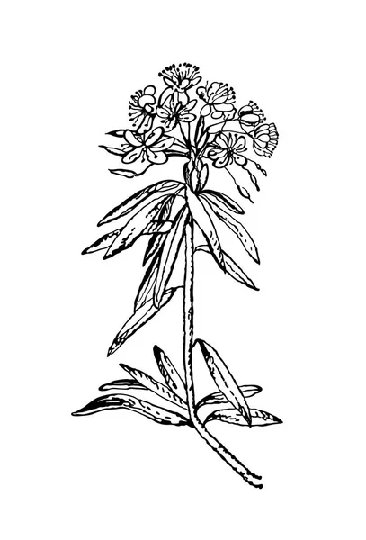 Images vectorielles de plantes médicinales. Illustration botanique détaillée pour votre dessin. Romarin sauvage Rhododendron tomentosum, ou thé du Labrador. Vecteur — Image vectorielle
