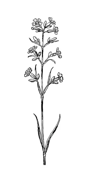 Plantes de prairies sèches. Végétal vecteur isolé sur fond blanc. Illustration botanique — Image vectorielle