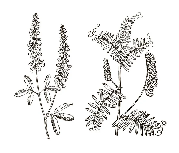 Fasulye çayır vektör görüntüler. Tasarımınız için detaylı botanik illüstrasyon. — Stok Vektör