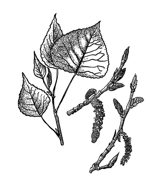 Feuilles vectorielles, fleurs et fruits du peuplier. Illustration botanique détaillée pour votre dessin. Images vectorielles de plantes médicinales . — Image vectorielle