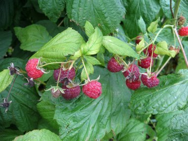 Sulu ahududu görüntüsünü yakın çekim bahçede.
