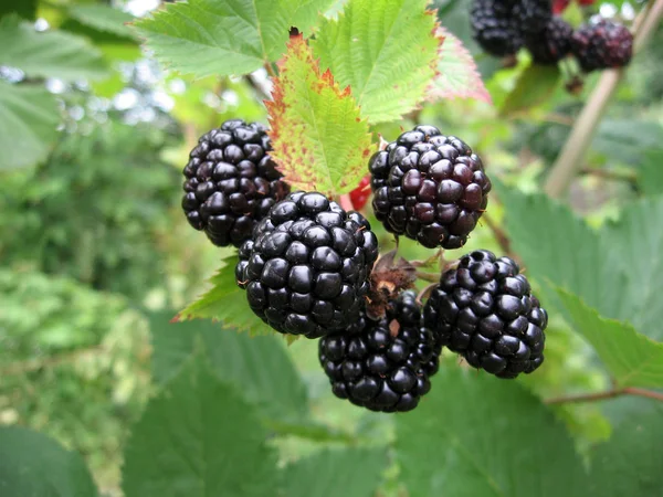Blackberry planta com bagas e folhas verdes no jardim . — Fotografia de Stock