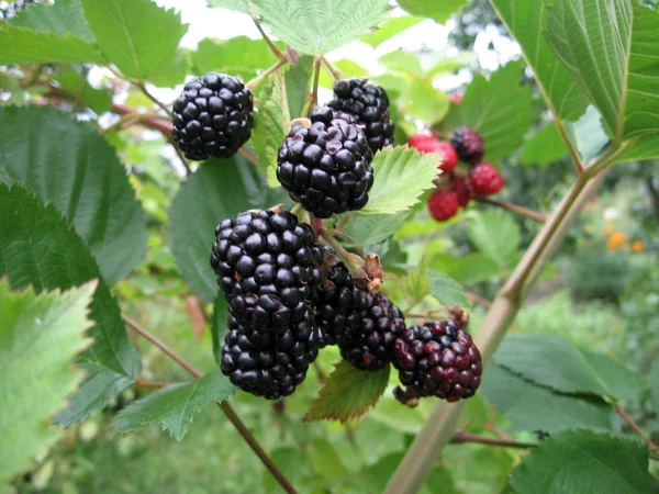 Pianta di more con bacche e foglie verdi in giardino . — Foto Stock