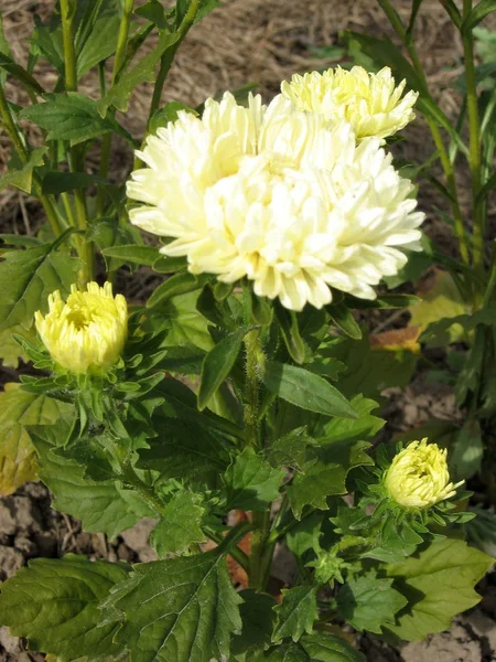 정원에서 피어 나는 아름 다운 노란 아 스 터. 꽃의 색상 사진. — 스톡 사진