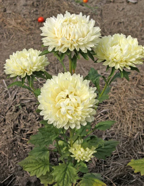 Mooie gele Aster bloeien in de tuin. Kleur foto van bloemen. — Stockfoto