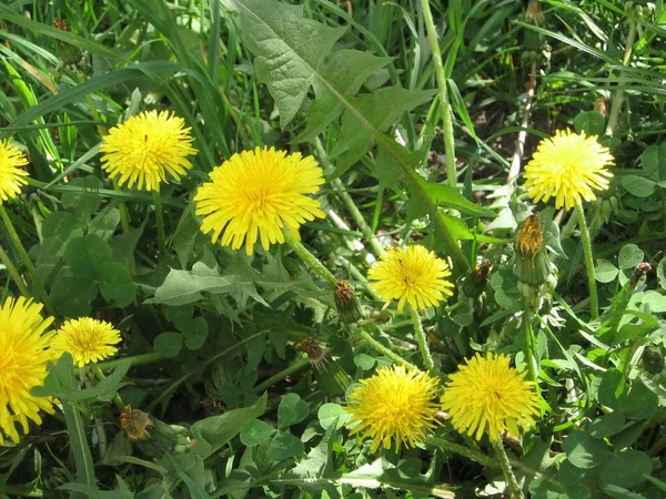 Dandelions çayırda. Tasarımınız için fotoğraflar.