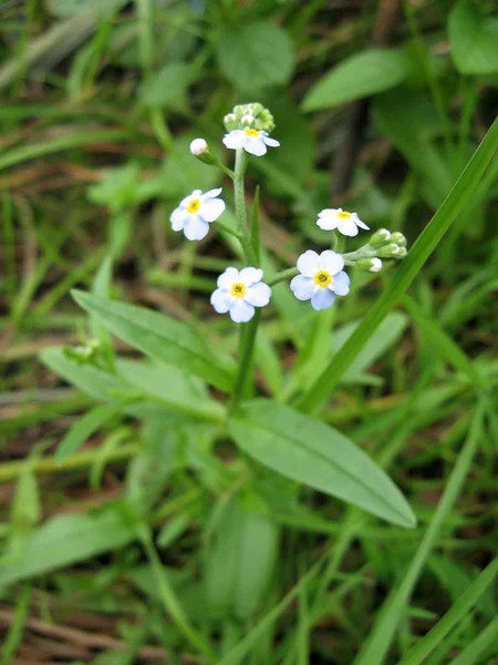 Çayır bitkisi arka planı: mavi küçük çiçekler - Unutma-beni-kapatma ve yeşil çimenler.
