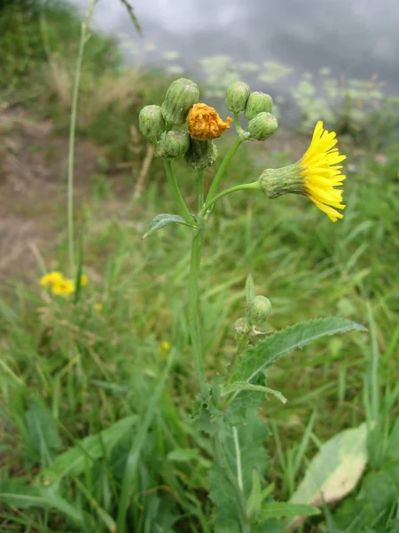 Fond de la plante de prairie : petites fleurs jaunes rapprochées et herbe verte . — Photo