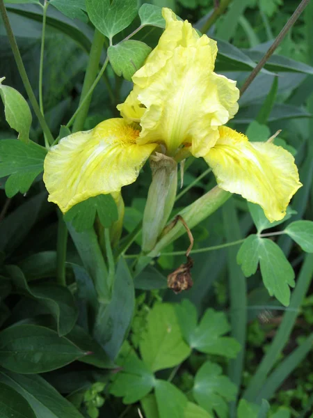 Sárga írisz virág a kertben — Stock Fotó