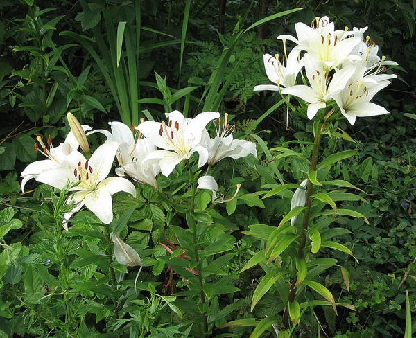 Vacker vit Lilja blommar i trädgården. Färgfoto av blommor. — Stockfoto