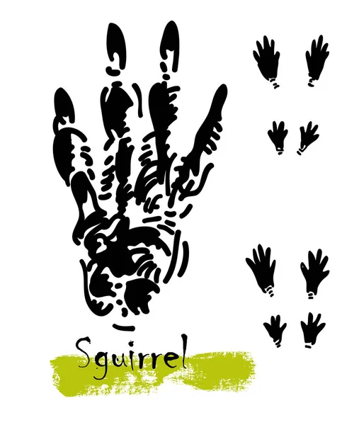 Silhouettes of traces of wild animals. Traces of a squirrel. Vector illustration — Stock Vector