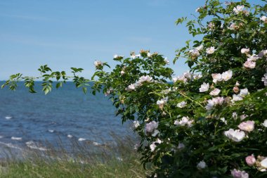 Segelboote und Segelyachten anlsslich der Segelregatte auf der Kielerwoche 2017