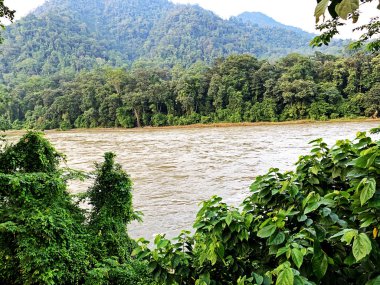 Nehir, su, ağaç, doğa, manzara, yeşil, orman, seyahat, sk