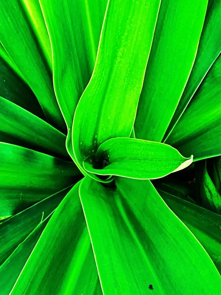Tropisch groen blad textuur natuur patroon voor achtergrond — Stockfoto