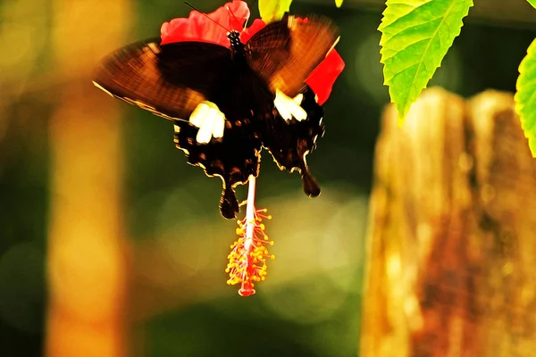 Imagem com borboleta de folha e flor — Fotografia de Stock