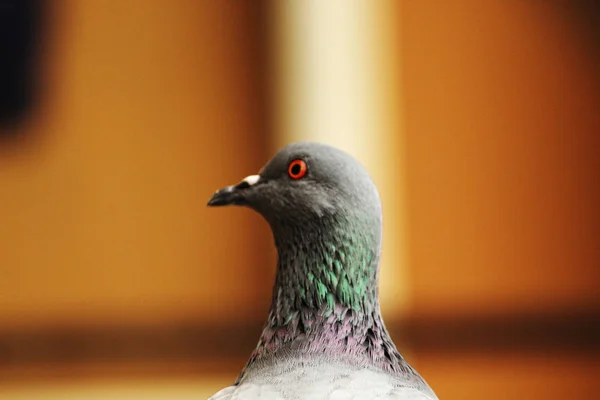 Nahaufnahme der bunten Federn der Felsentaube. — Stockfoto