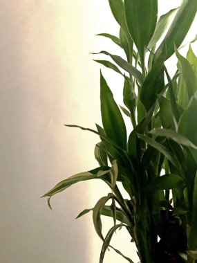  Şanslı bambu bitkisinin görüntüsü