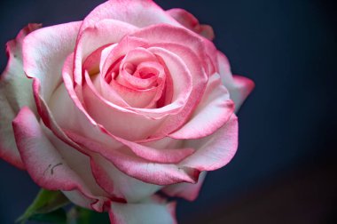 beyaz pembe gül romantik hediye dekorasyonu