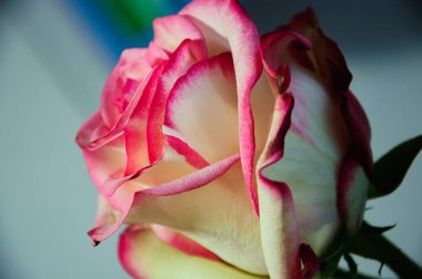 beyaz pembe gül romantik hediye dekorasyonu