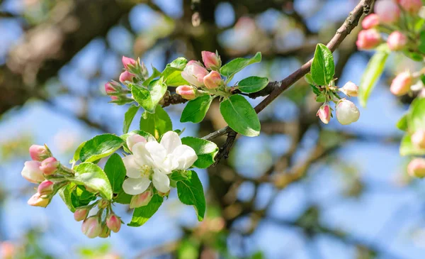 beautiful blooming Apple tree gives its original beauty and freshness