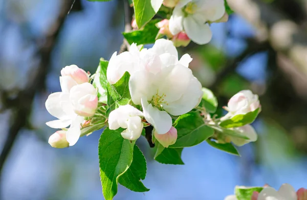 Beautiful Blooming Apple Tree Gives Its Original Beauty Freshness — Stock Photo, Image