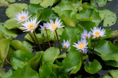 Mor lotus çiçekleri