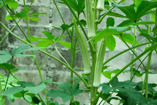 Okra plant close up organic produce food farming — Stock Photo, Image