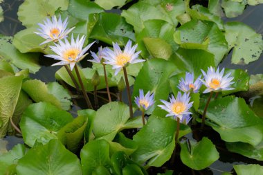 Mor lotus çiçekleri