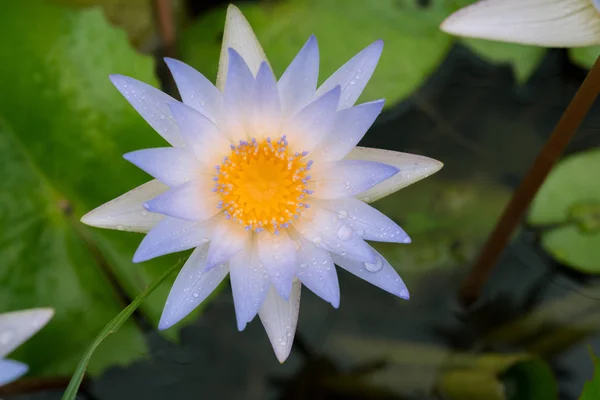 紫の蓮の花 — ストック写真