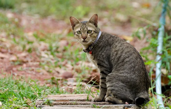Asijská kočka zvíře Thajsko — Stock fotografie