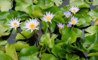 Mor lotus çiçekleri