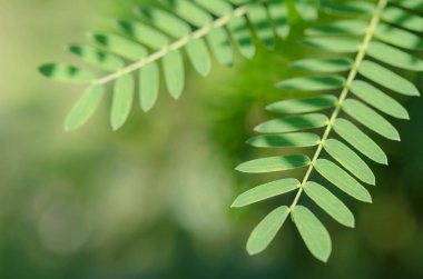 Arka plan,(Leucaena leucocephala yeşil yaprakları)