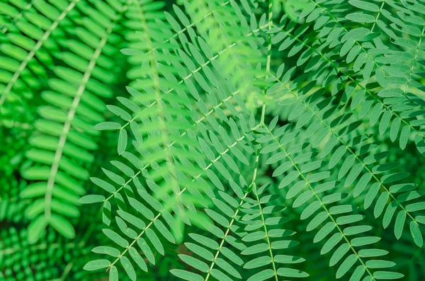 Green leaves background,(Leucaena leucocephala) — Stock Photo, Image