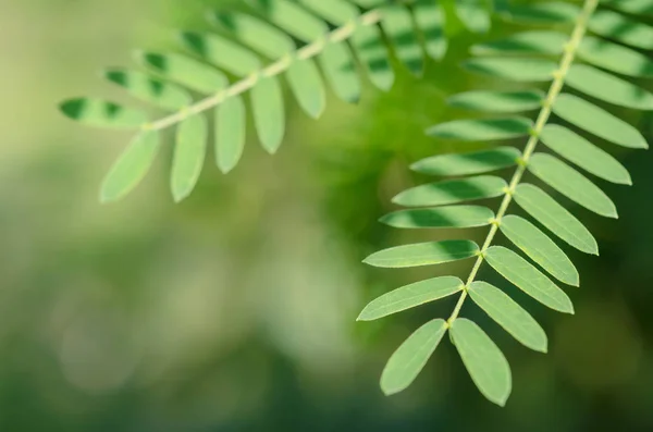 Arka plan,(Leucaena leucocephala yeşil yaprakları)
