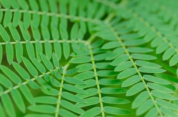 Green leaves background,(Leucaena leucocephala) — Stock Photo, Image