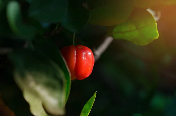 Acérola arbre et fruits — Photo