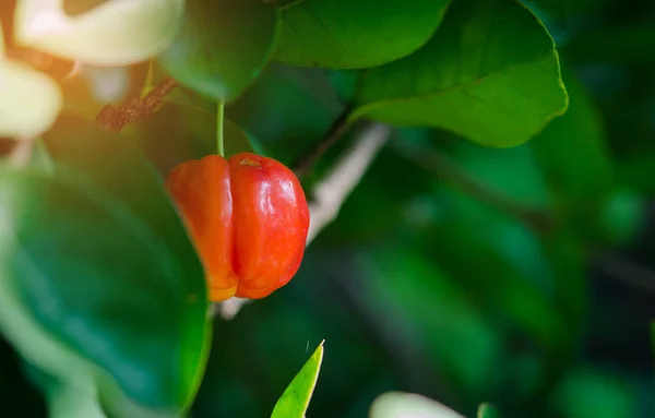 Acerola δέντρο και φρούτα — Φωτογραφία Αρχείου