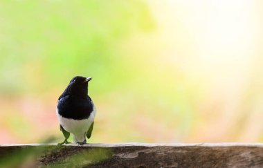 Taze Ocimum tenuiflorum