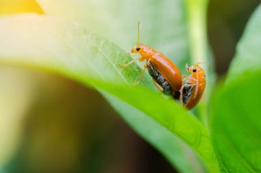 Turuncu böceği çifti çiftleşme