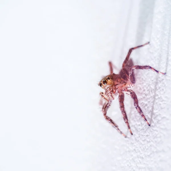 Крупный план Прыгающий паук на белом фоне — стоковое фото