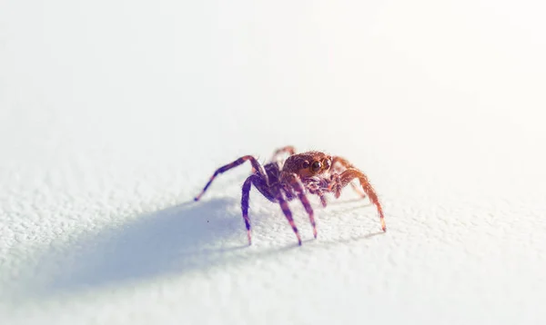 Closeup örümcek beyaz arka plan üzerinde atlama — Stok fotoğraf