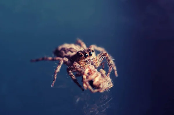 Makro Jumping pająk vintage ton — Zdjęcie stockowe