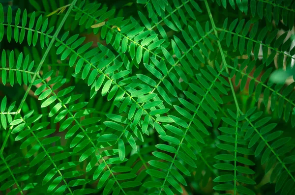 Green leaves background,(Leucaena leucocephala) — Stock Photo, Image