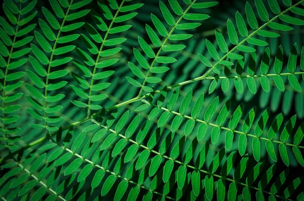 Green leaves background,(Leucaena leucocephala) — Stock Photo, Image