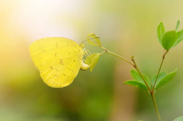 Bella farfalla gialla, farfalla della Thailandia — Foto Stock