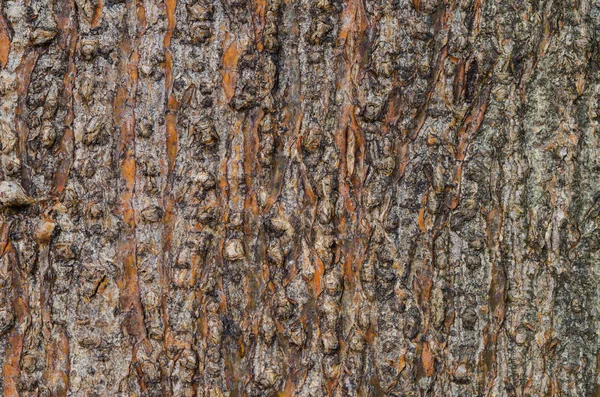 Textura da casca da árvore. — Fotografia de Stock