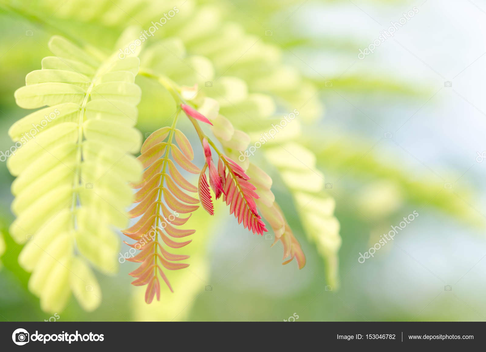 Beautiful Tamarind Leaves In Soft Focus And Tree Blur Background Stock Photo Image By C Supakorn