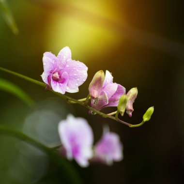 Dendrobium orkide, mor orkide çiçekler, tropikal çiçek çiçek, p